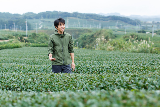 ひらの園 掛川茶 単一農家 生産者